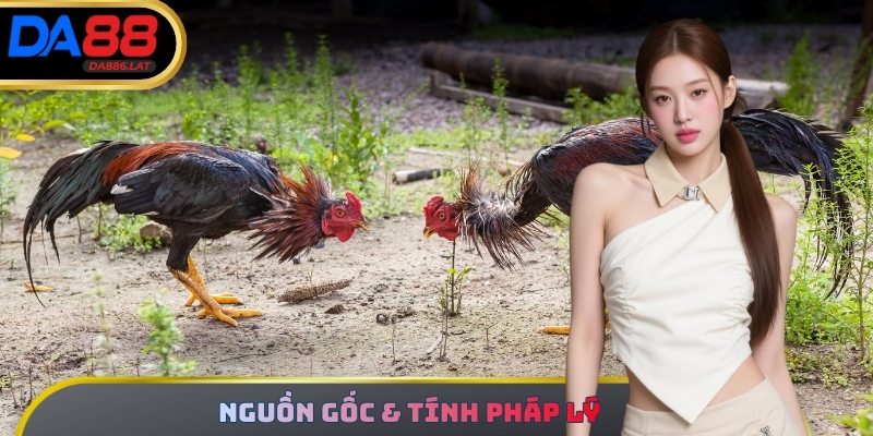 Giới thiệu về đá gà thomo