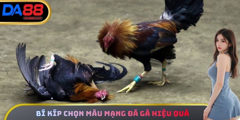 Bí kíp chọn màu mạng đá gà hiệu quả nhất 2025